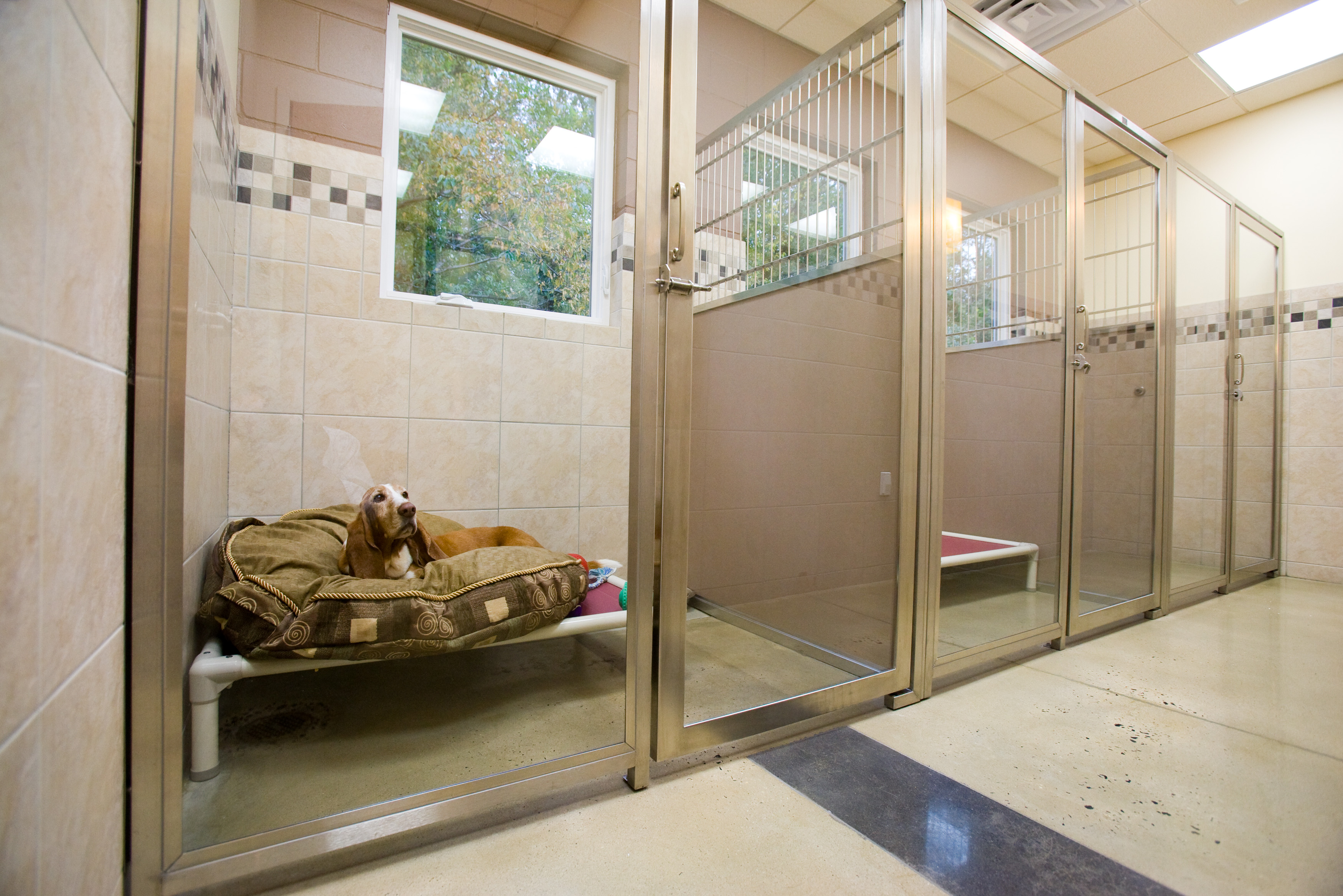 Is Your Pet Boarding Safe? - Oakhurst Veterinary Hospital | Oakhurst  Veterinary Hospital