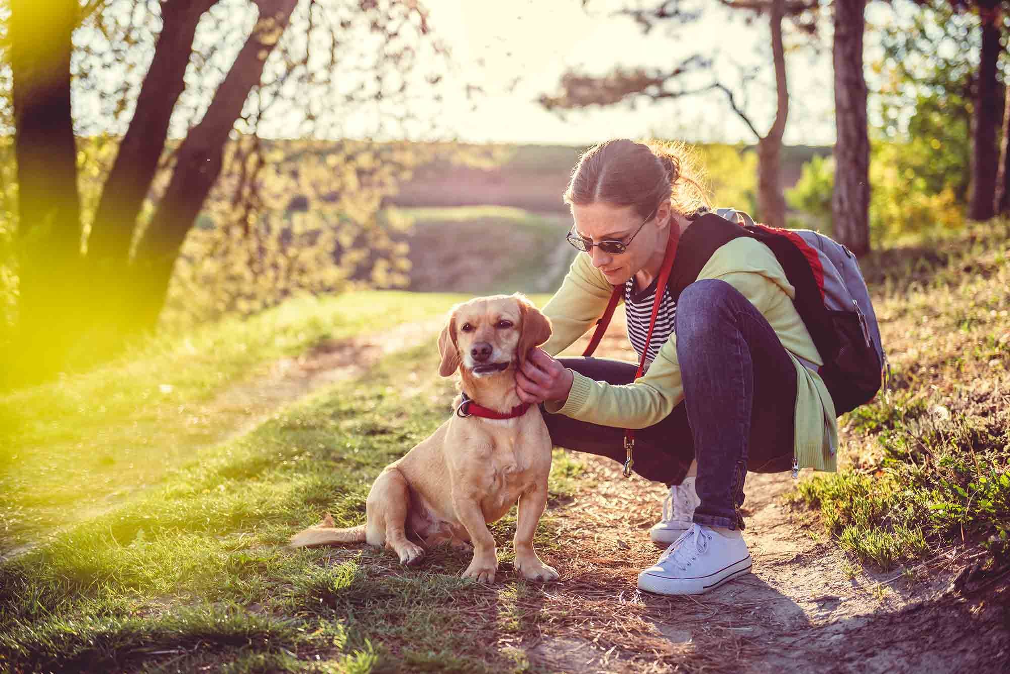 Lyme disease in pets is a threat to pet health