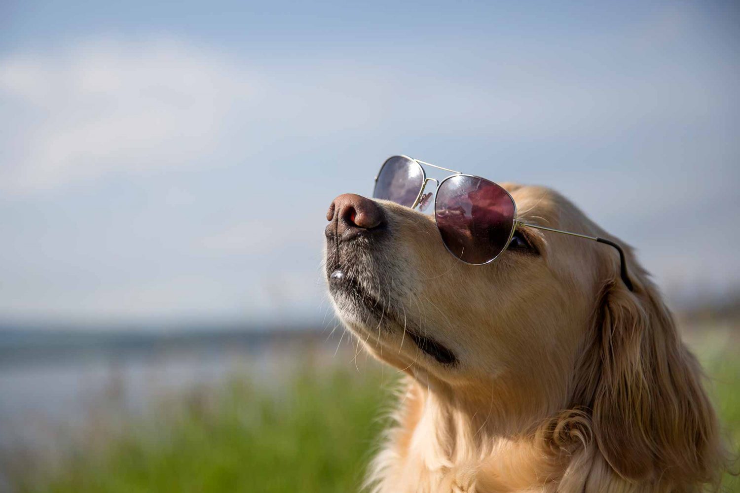 Giving pets shade and making sure pets have plenty of water to drink are important parts of summer pet safety