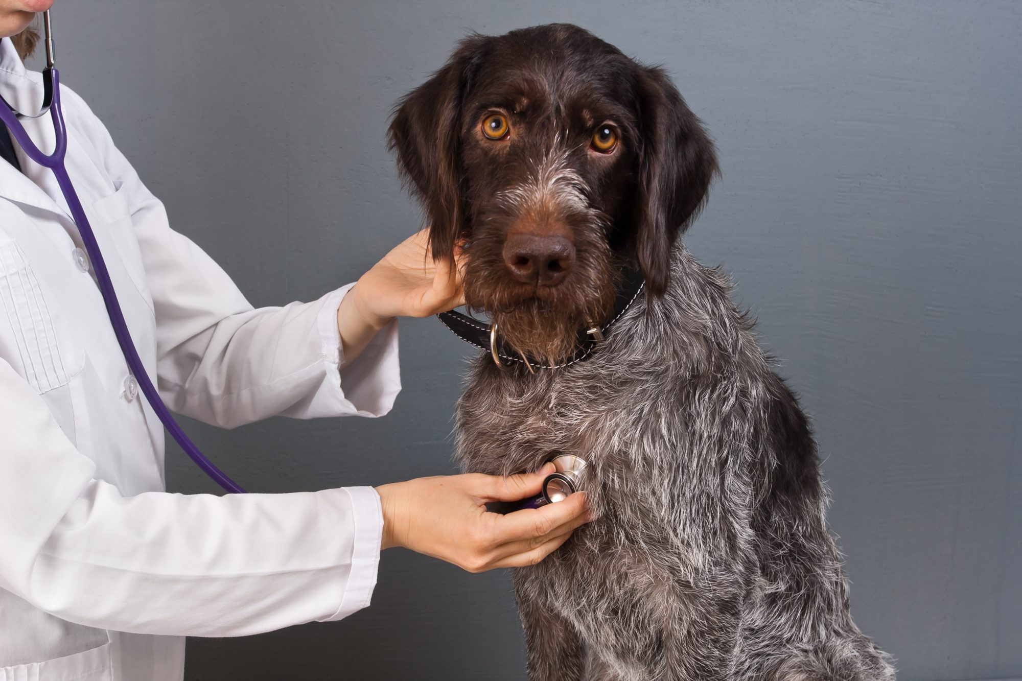 Make vet visits less stressful!