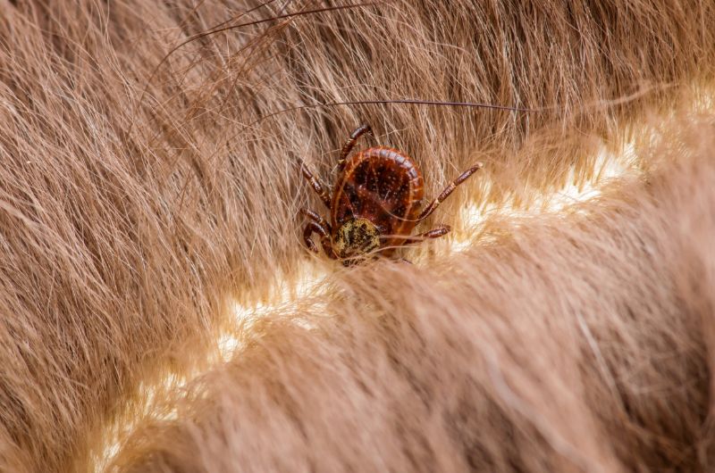 ticks on pets