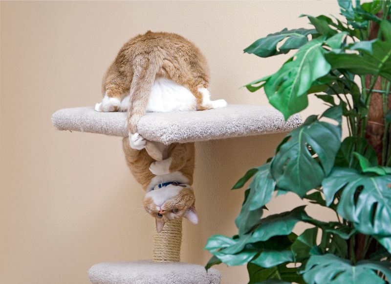 cat on cat tree weird behavior 
