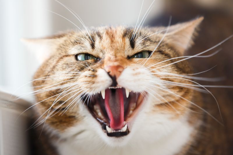 aggressive cat growling at oakhurst vet