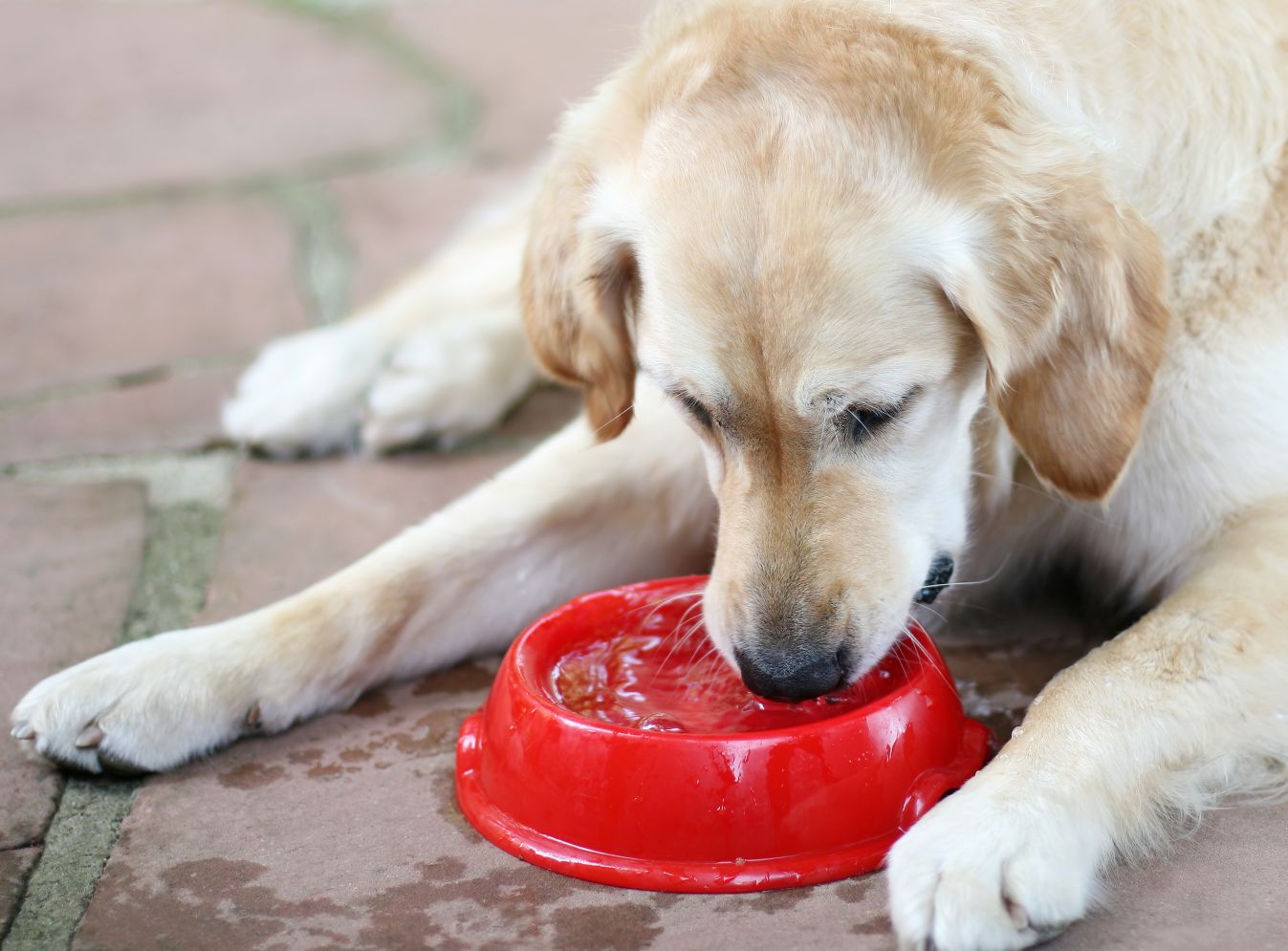 A dog drinks out of a water bowl.