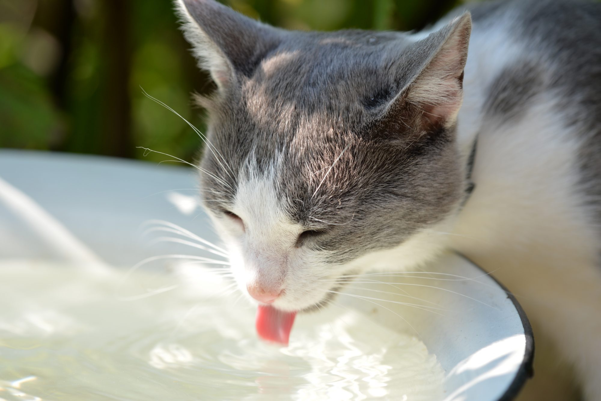 A cat drinking from a bowl.