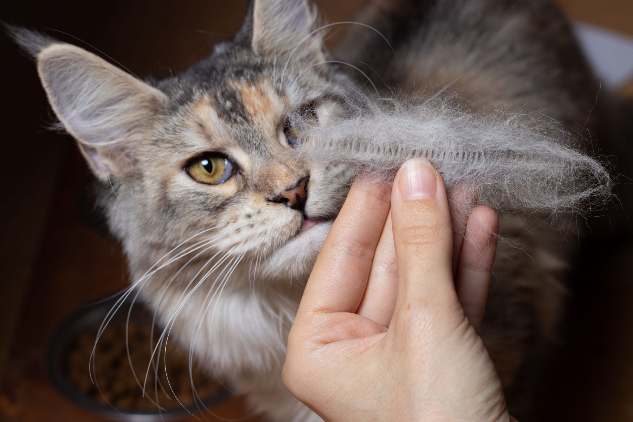 Why Your Cat Is Losing Hair And What To Do Oakhurst Veterinary