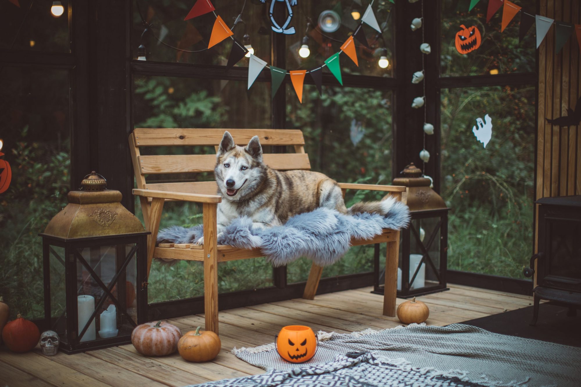 dog and halloween decorations.