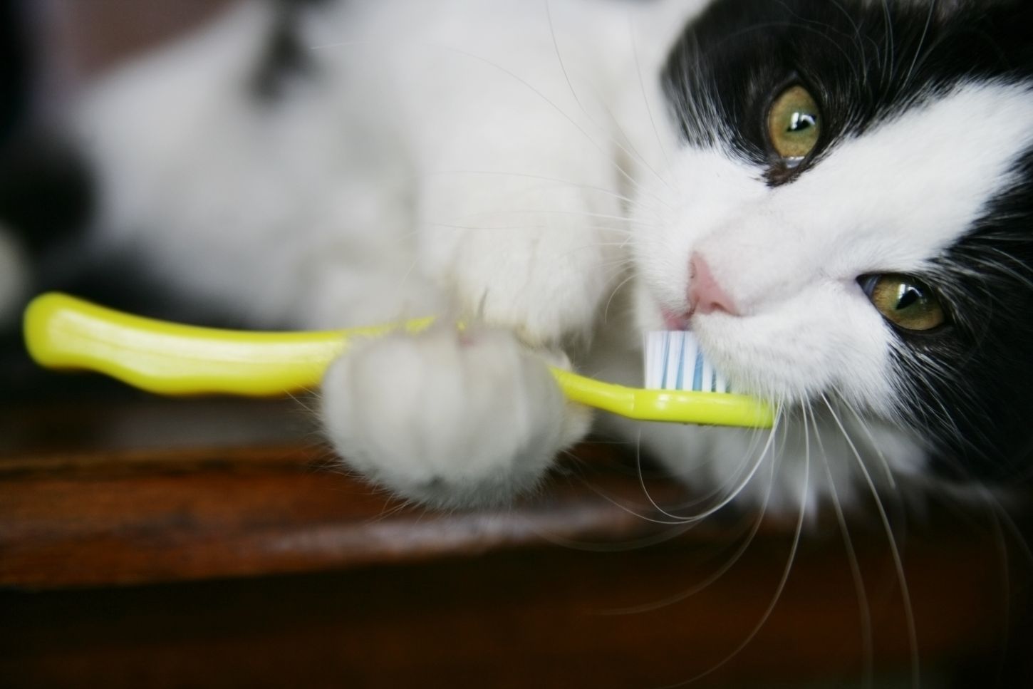 Cat dental care.