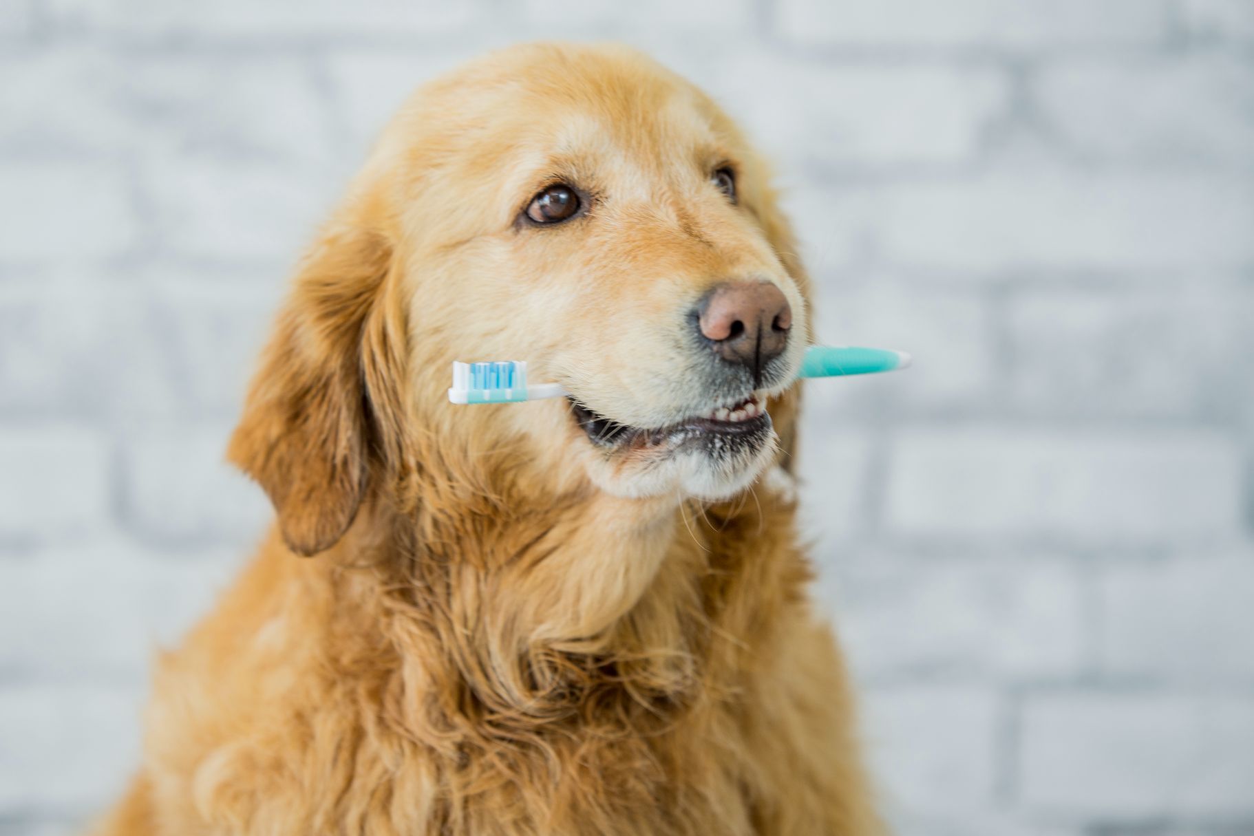 Importance of pet dental care.