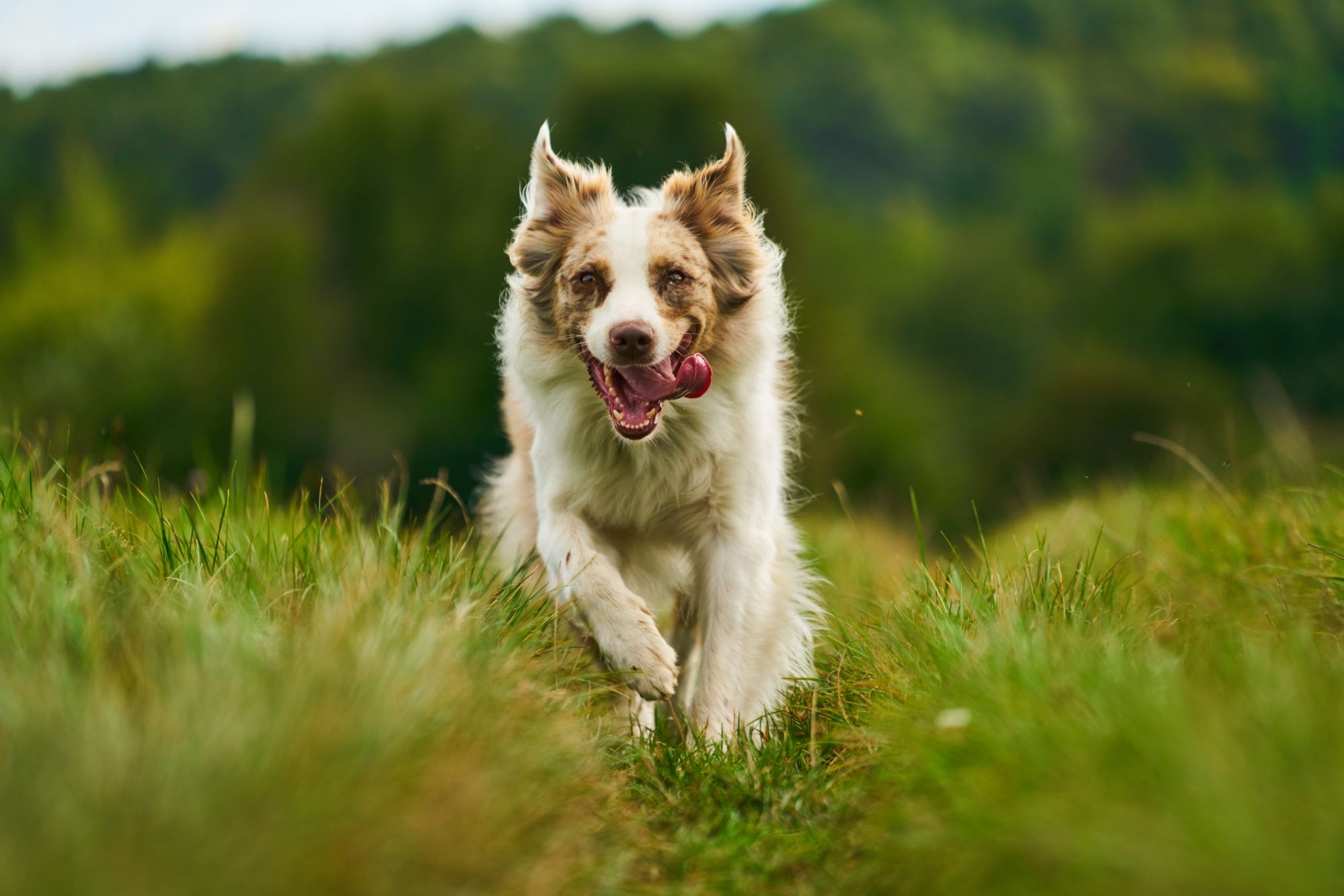 An Australian Shepherd running with his tongue out.
