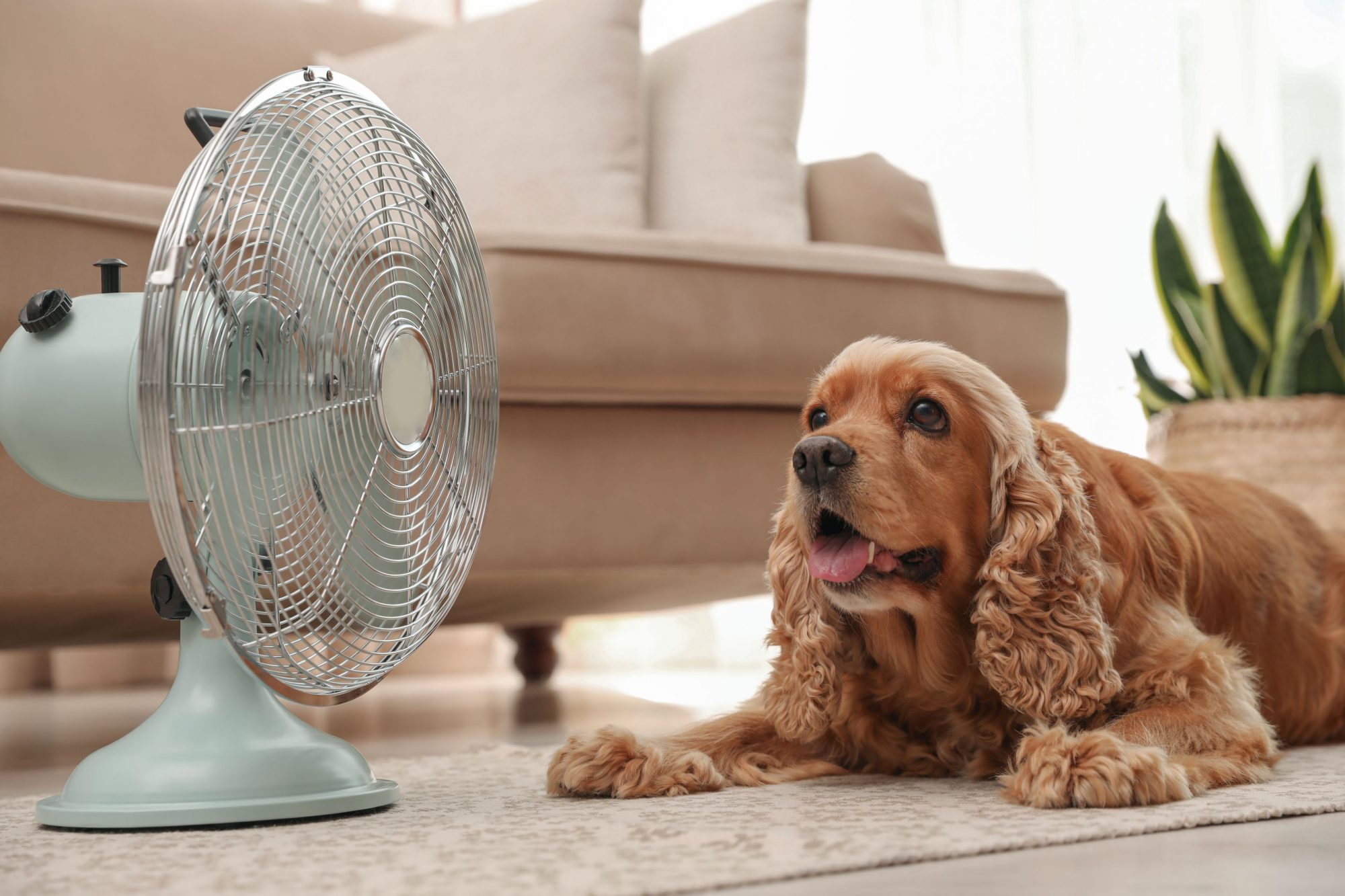 Dog in heat.