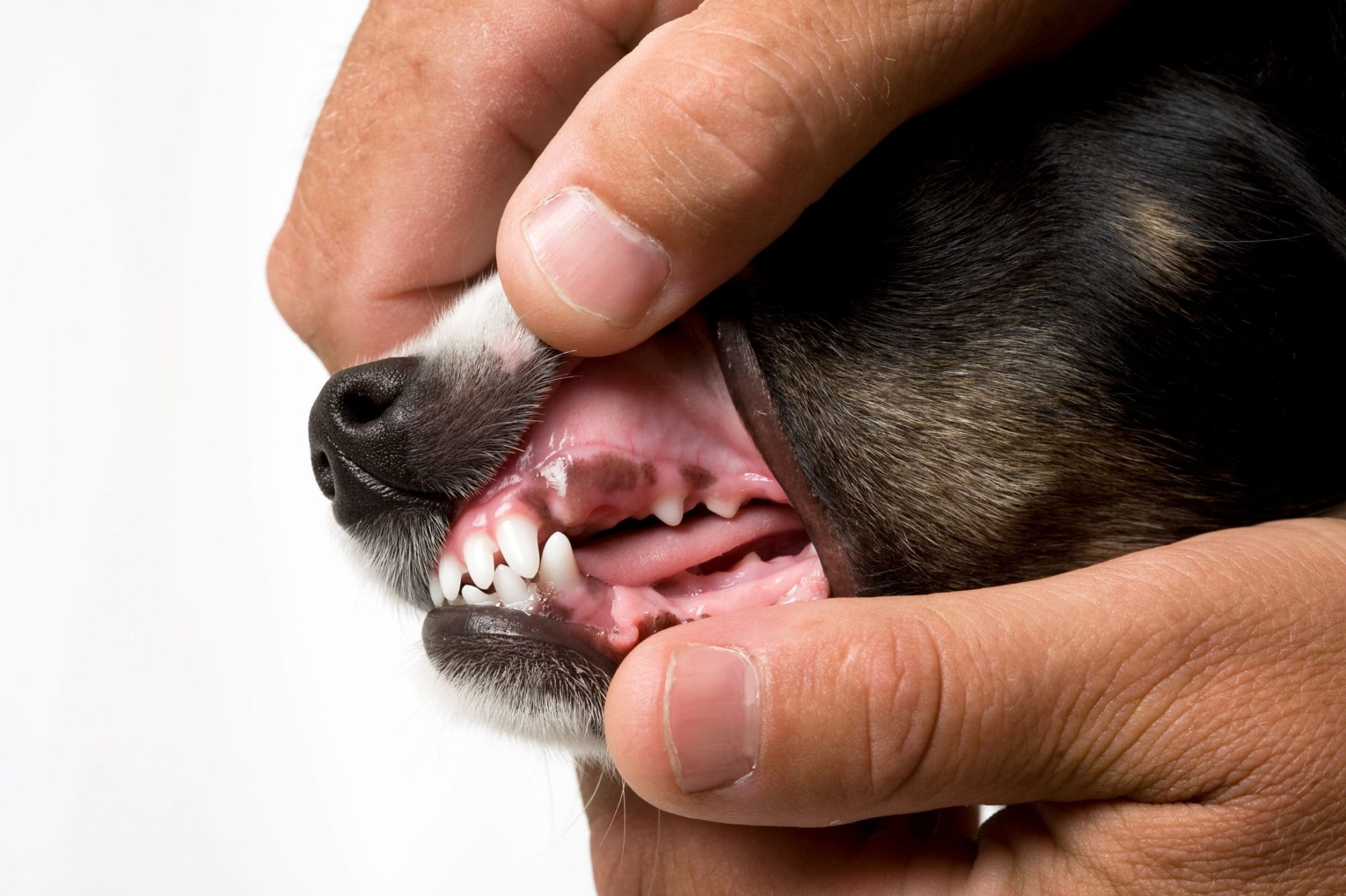 canine oral papillomas