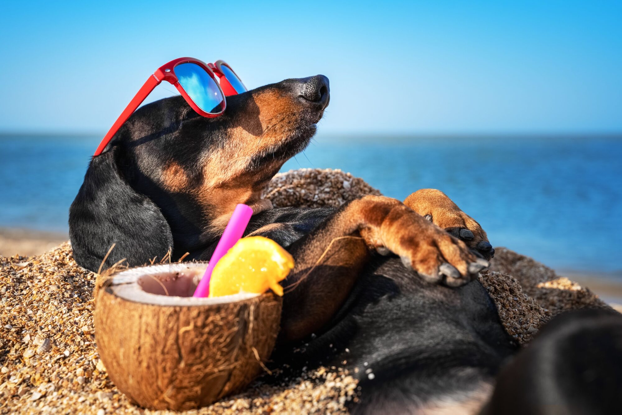 A dachshund lounging on the beach.