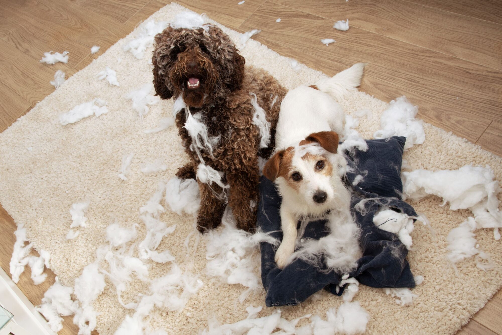 Two dogs chewing up a pillow.