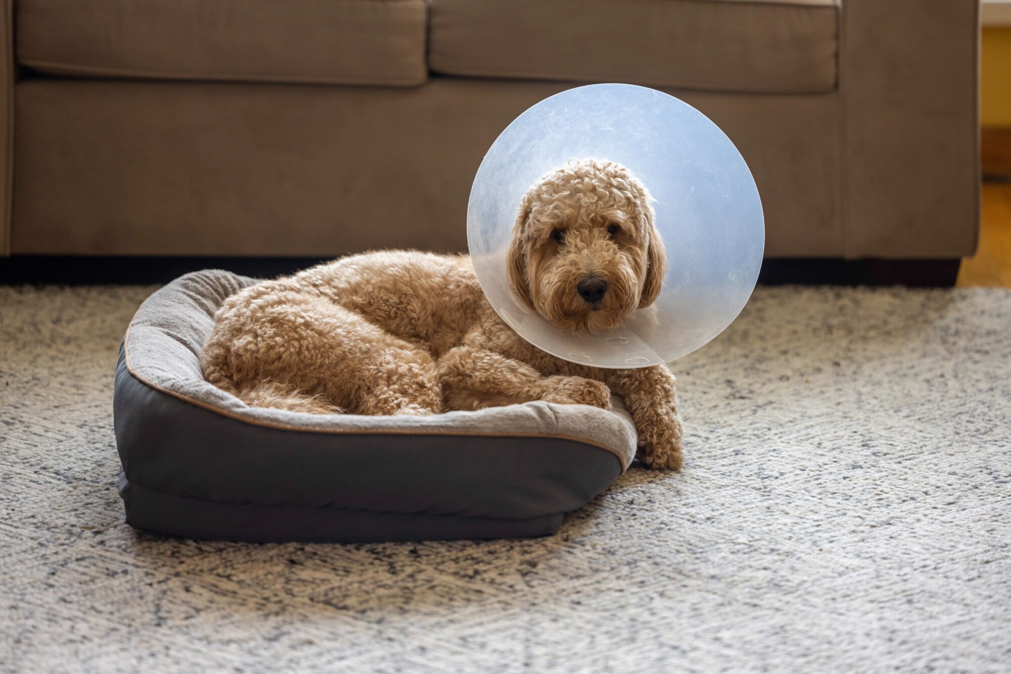 A doodle wearing a cone.
