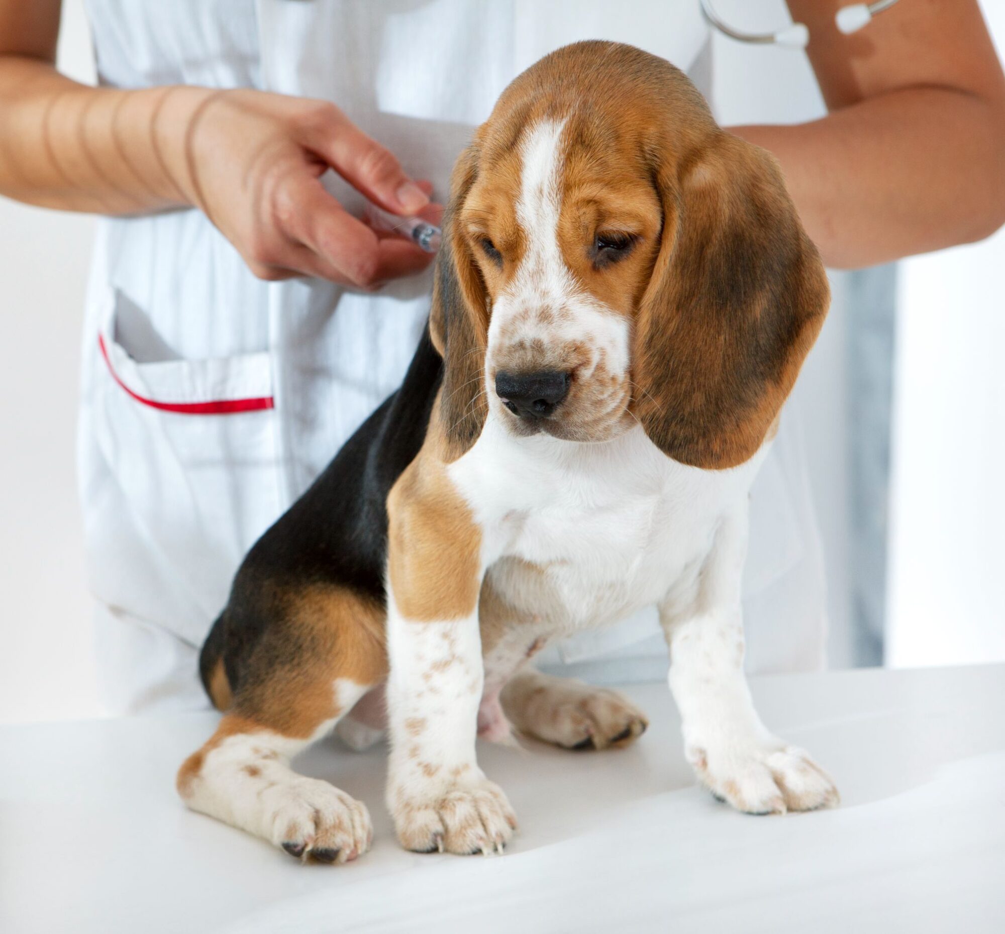 beagle getting a vaccine.
