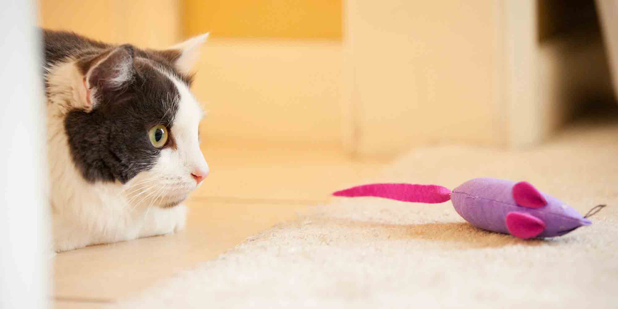 Cat and mouse toy