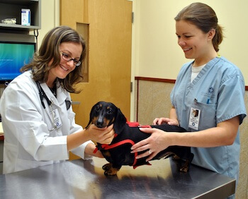 Oakhurst NJ Veterinary Internal Medicine | Oakhurst Veterinary Hospital